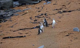 The penguins are not far from the Katiki lighthouse. An observatory allows watching them on the beach without disturbing them.