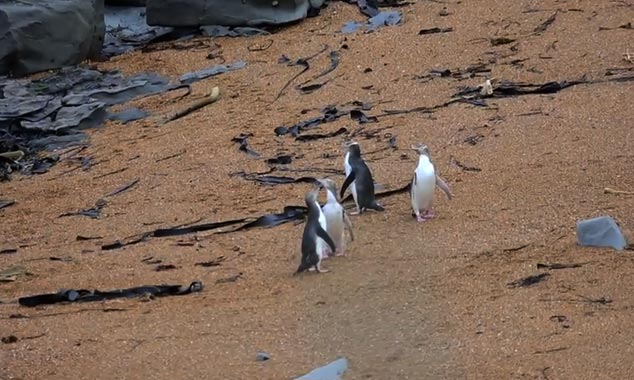 Les pingouins peuvent être observés à parti d'un abri prévu à cet effet.