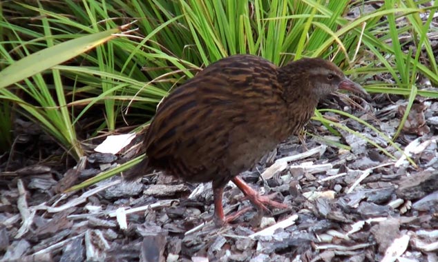 Le weka est un animal surprenant, têtu et batailleur.
