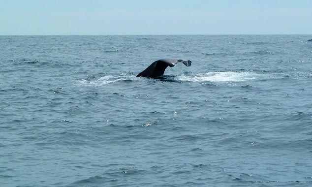 Excursion à la recherche des baleines de la péninsule.