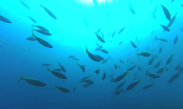 Scuba diving also allows you to swim with dolphins.