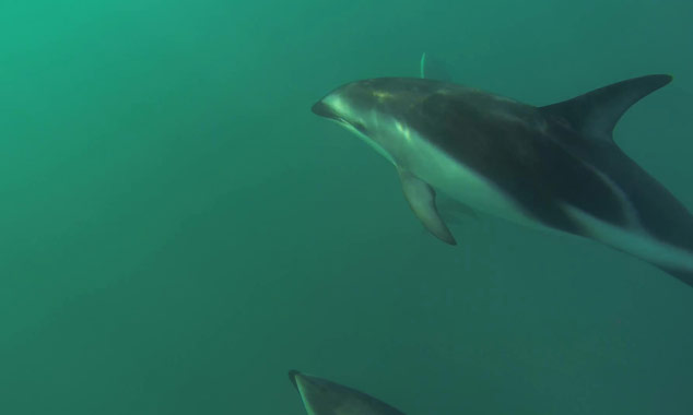 Swim with dozens of dolphins off the Kaikoura Peninsula.