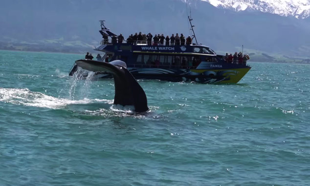 Présentation d'une excursion pour aller observer les baleines à Kaikoura.