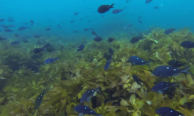 Diving in New Zealand surrounded by thousands of fishes.
