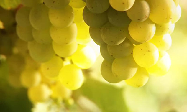 Un superbe reportage consacré aux vins de Nouvelle-Zélande.