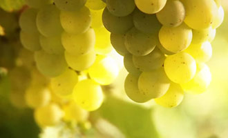 Ce reportage vous apprendra tous ce qu'il faut savoir sur les vignobles de Nouvelle-Zélande.