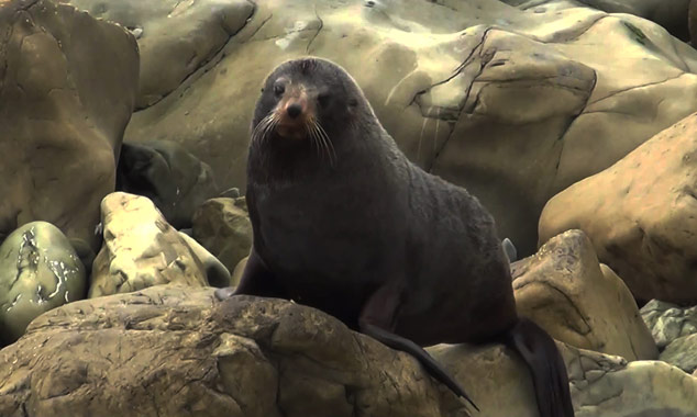 New Zealand's fur seals.