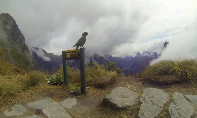 Un reportage sur la célèbre randonnée du Milford Track.