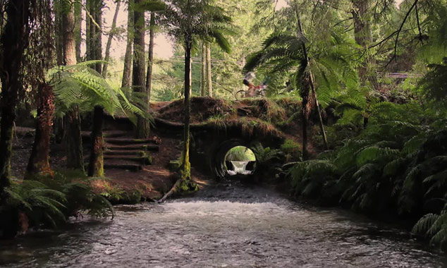 A mountain bike ride in the Redwoods Forest near Rotorua.