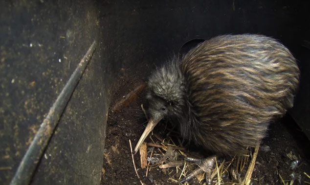 A report by National Geographic on the protection of Kiwi in New Zealand.