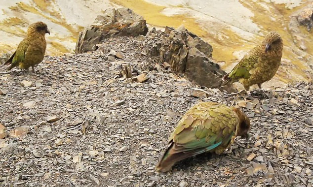 Observe the kea parrot in its natural mountain environment.