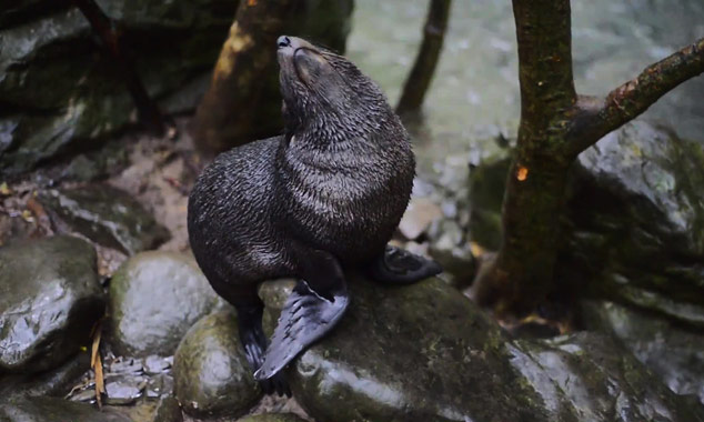 A well-kept secret: the nursery of sea lions in the Kaikoura Peninsula.