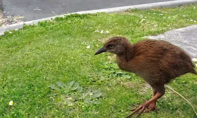 Le weka est parfois confondu avec le Kiwi mais ils ne lui ressemble guère.