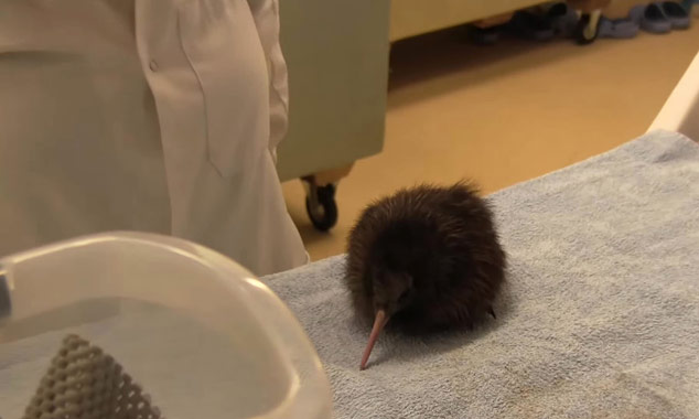 Découvrez comment l'on prend soin des bébés Kiwis.