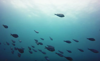 Diving in Poor knight Islands